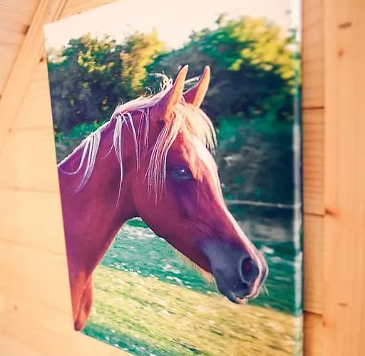 Dom Koprowo 度假居 Międzywodzie